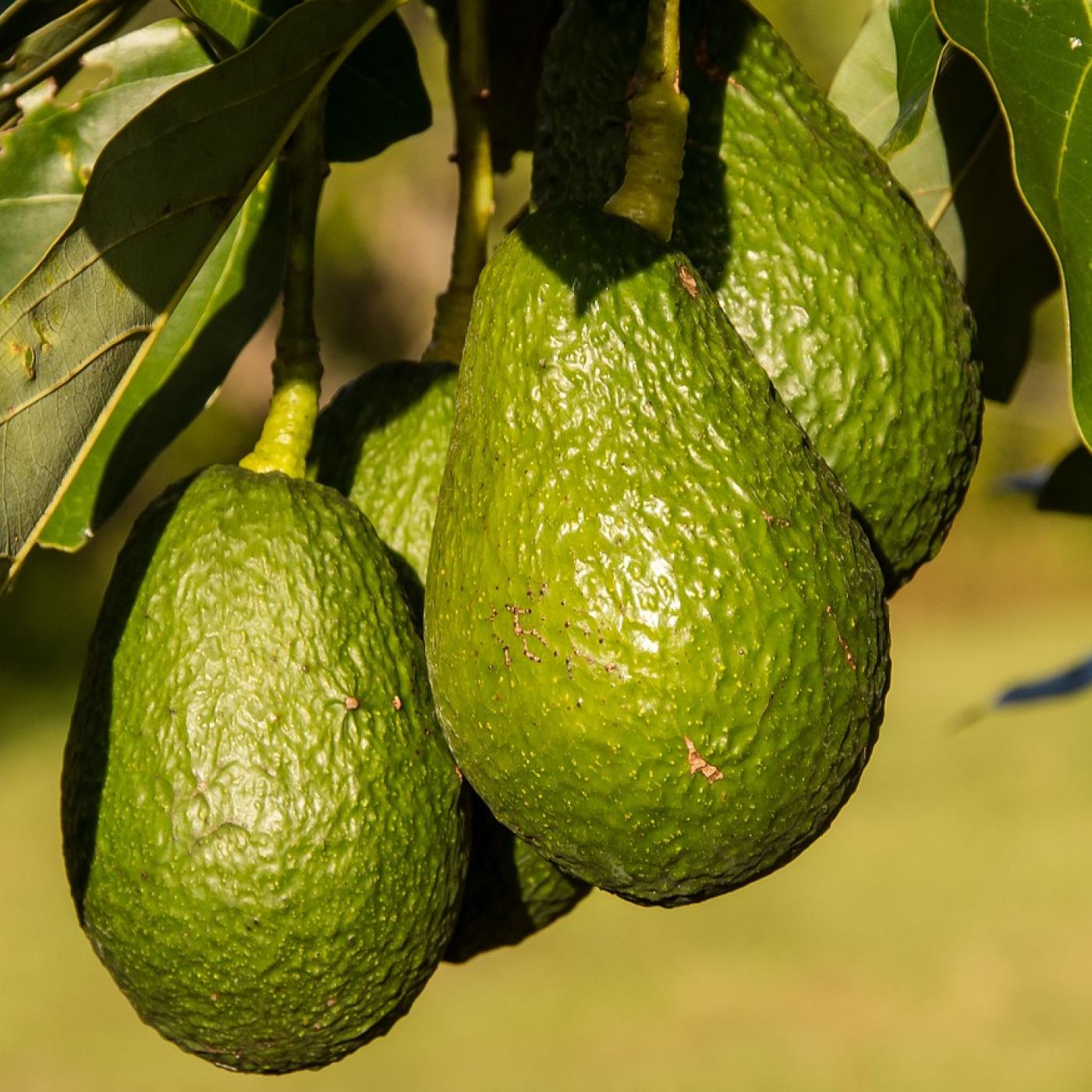 Aguacate hass: producción y comercialización en Colombia Aguacate hass: producción y comercialización en Colombia