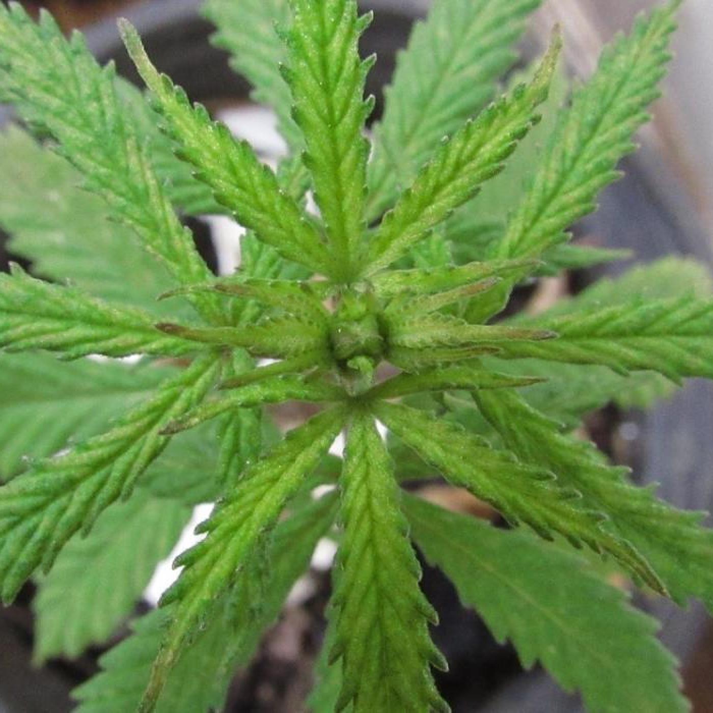 ¿Qué efectos tiene la marihuana en la salud humana?
