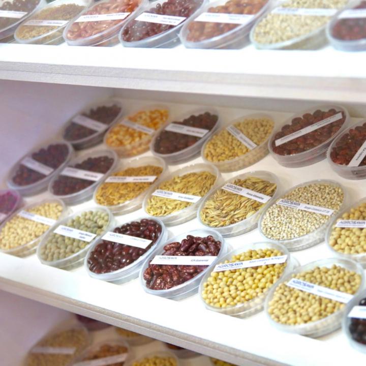 Foto: Cortesía Agrosavia.