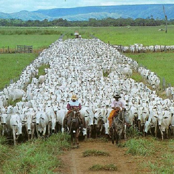 Resultado de imagen de ganaderia extensiva