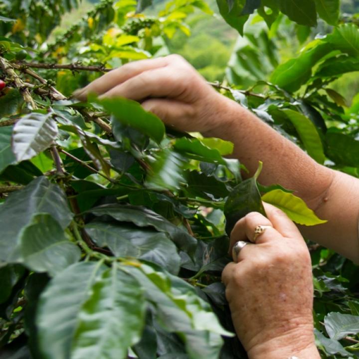 Alma Verde ha sembrado 14 mil árboles en cuatro microcuencas de Neira y con ayuda del Comité de Cafeteros de Caldas han exportado este proyecto a otros ocho municipios del departamento. Foto: Cortesía Comité de Cafeteros de Caldas.