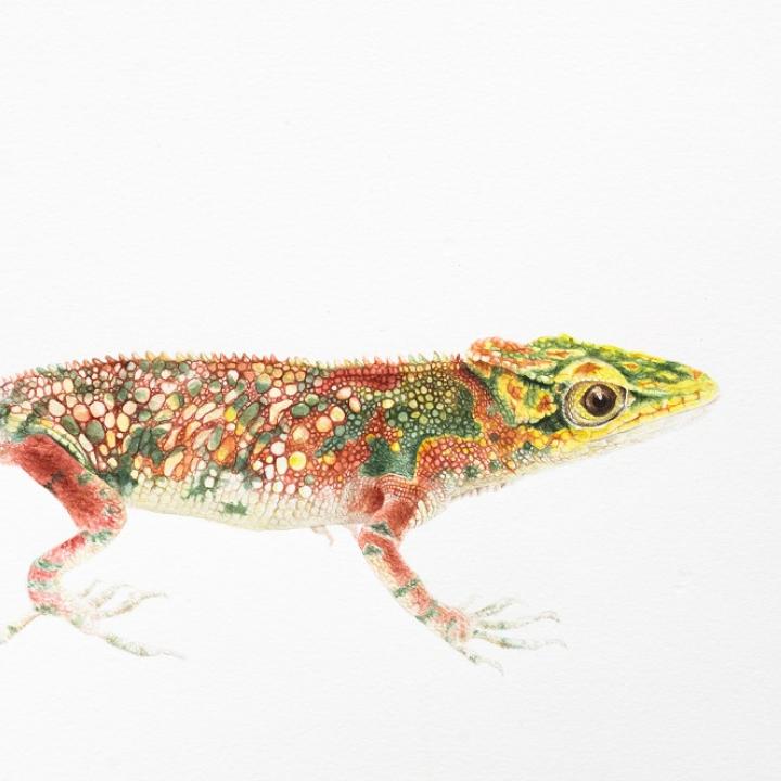 Obra: Anolis, 2018.