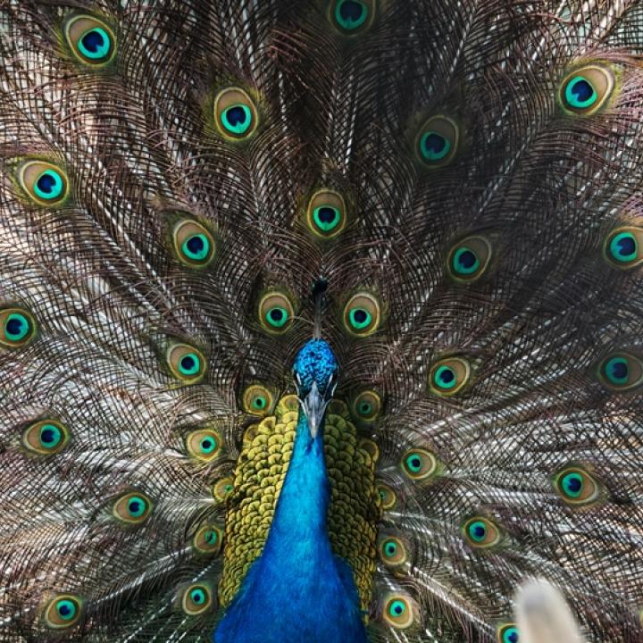 Foto: cortesía Zoobaq