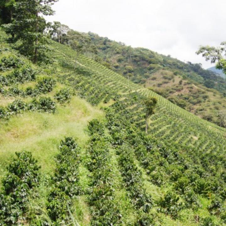 Foto: Federación Nacional de Cafeteros.
