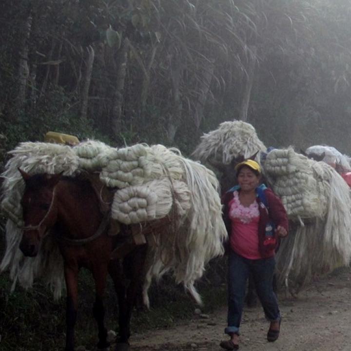 Fique camino al mercado en Mogotes. Foto: Manuel Atuesta.