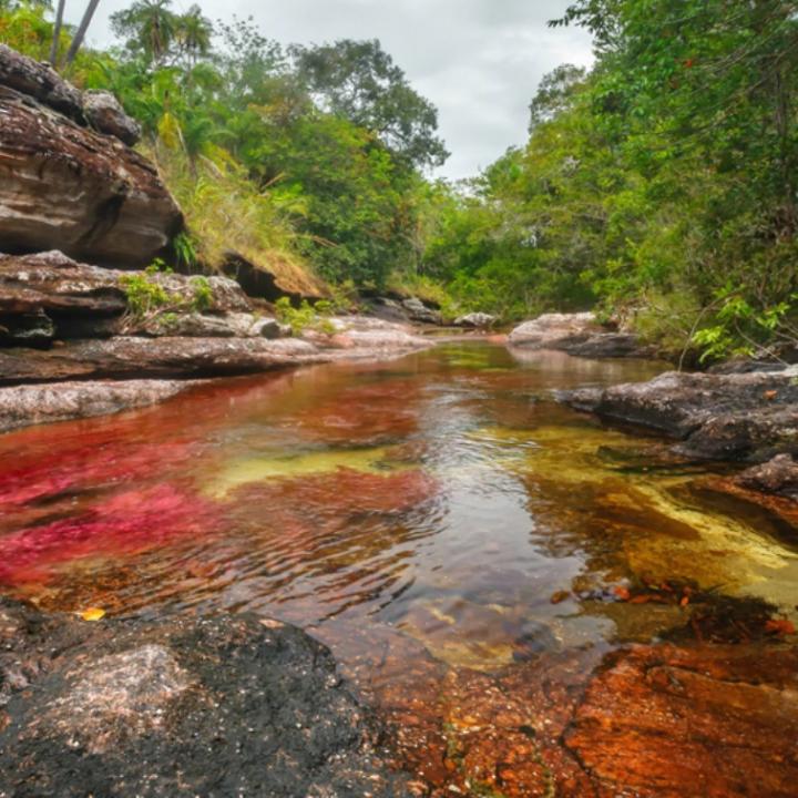 Caño Cristales, uno de los grandes potenciales turísticos del Meta. Foto: Mario Carvajal.