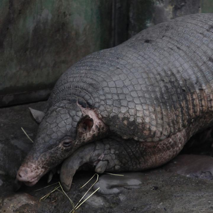 Ocarro o armadillo gigante. Foto: Colprensa