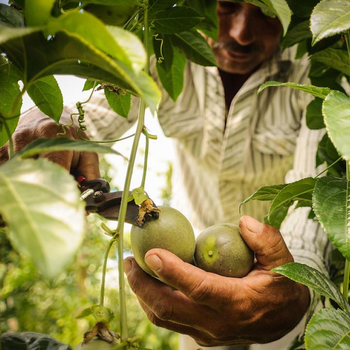 Foto: Colprensa - MinAgricultura. Diciembre 2018.