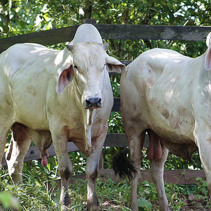 Foto: MinAgricultura - Colprensa. Abril 2018.