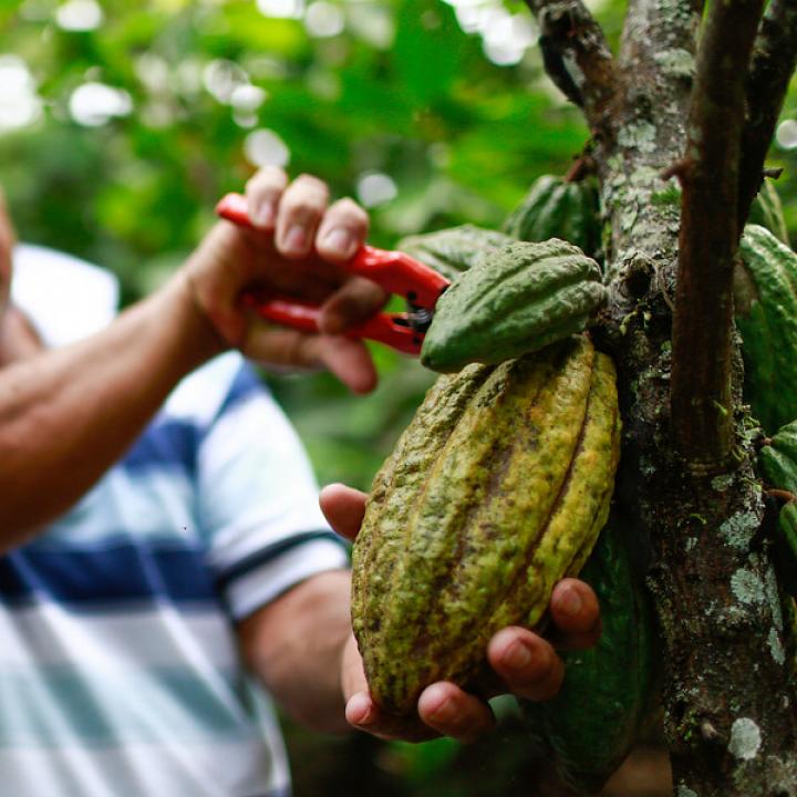 Foto: Colprensa - MinAgricultura. Diciembre 2018.