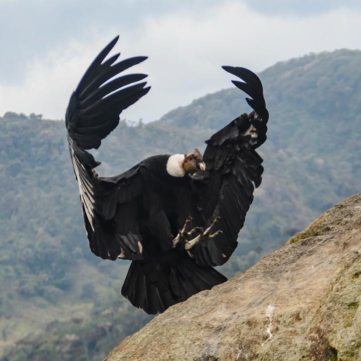 Foto: Paola María Sánchez / Parques Nacionales Naturales de Colombia