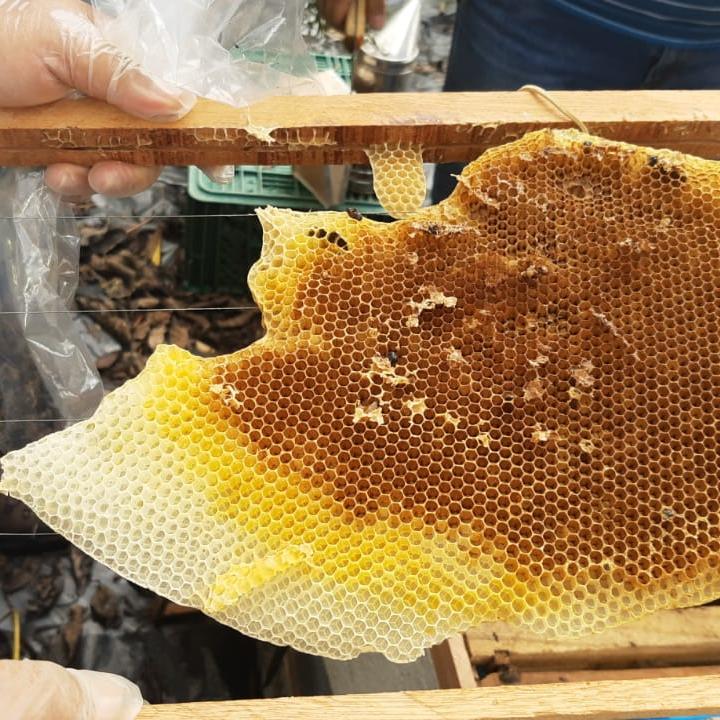 Foto: cortesía de Faber Sabogal, presidente de Asoproabejas.