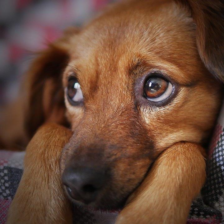Foto: Archivo / Pixabay.
