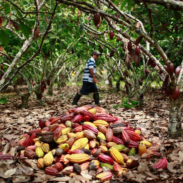 Foto: Colprensa. Febrero 2018. MinAgricultura.
