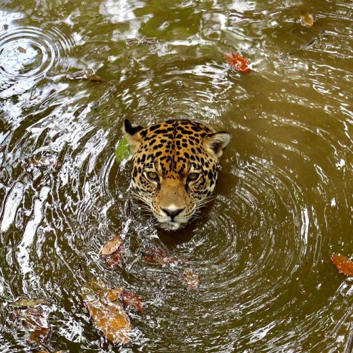 Foto: César Llanos Chacón / Tiger es un jaguar que fue entregado a Cabildo Verde, en Sabana de Torres, cuando tenía apenas tres meses de nacido. Hoy cumple ocho años en esta reserva. Foto: César Llanos Chacón / Tiger es un jaguar que fue entregado a Cabildo Verde, en Sabana de Torres, cuando tenía apenas tres meses de nacido. Hoy cumple ocho años en esta reserva.