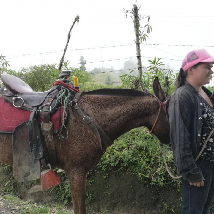 La directora de la Junta de Acción Comunal de la vereda Madroñales en Caldas se desplaza en una mula que bautizó ‘Niña’, que hierra cada mes y medio por ser su único medio de transporte. Foto: Vanessa Sánchez.