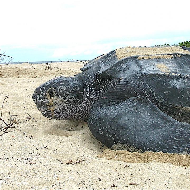 Foto: U.S. Fish and Wildlife Service Southeast Region