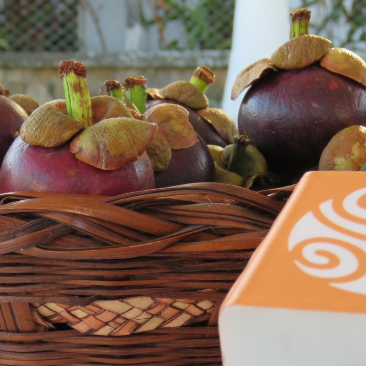 El Mangostino es la fruta representativa del municipio de Mariquita en el departamento del Tolima. Foto: Andrés Cristancho - Radio Nacional de Colombia