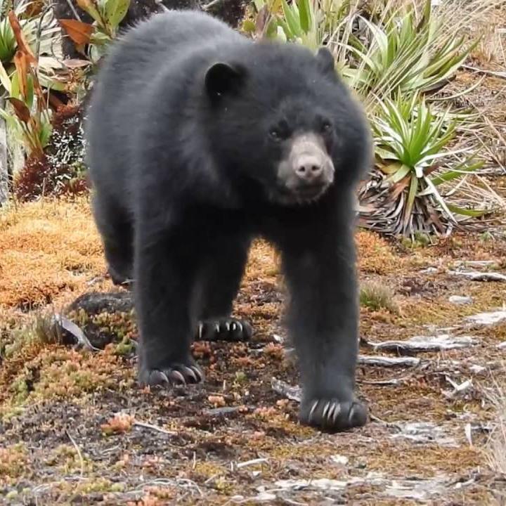 Oso Andino.