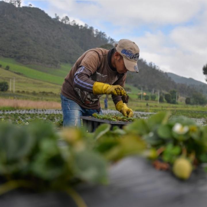 Foto: MinAgricultura