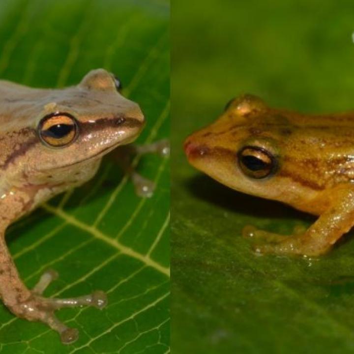 Ranas del género Pristimantis. Foto: Parques Nacionales Naturales de Colombia.