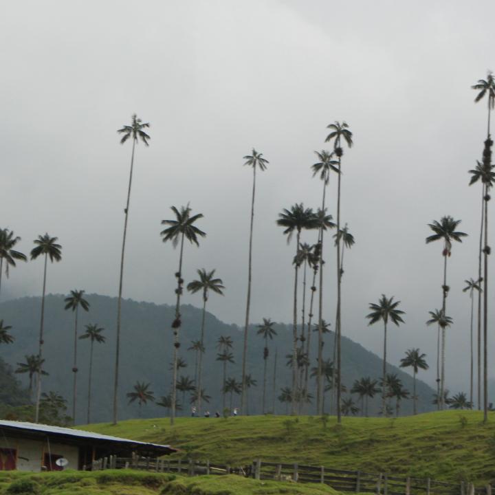Uno de los atractivos más preciados de Salento es el Valle del Cocora, reconocido por ser la cuna de la palma de cera. Foto: Colprensa. Mayo 2018.