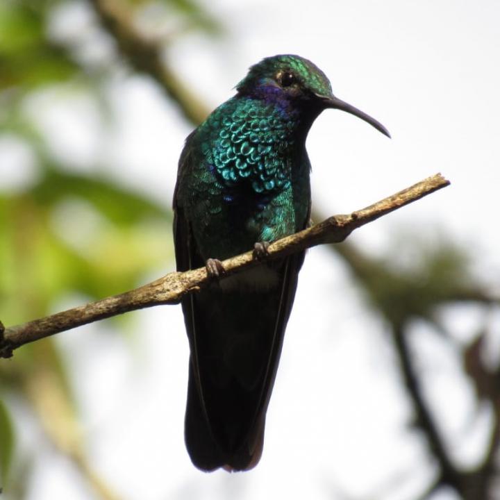 Foto: Sebastián Valencia Castrillón - La Ruta Verde.