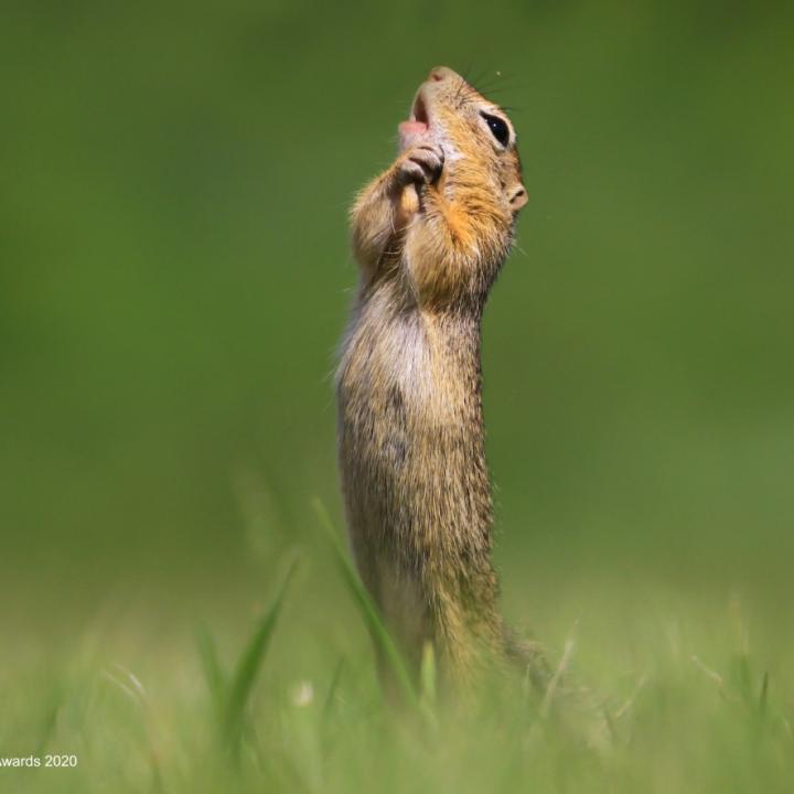 © Roland Kranitz / Comedy Wildlife Photography Awards 2020.