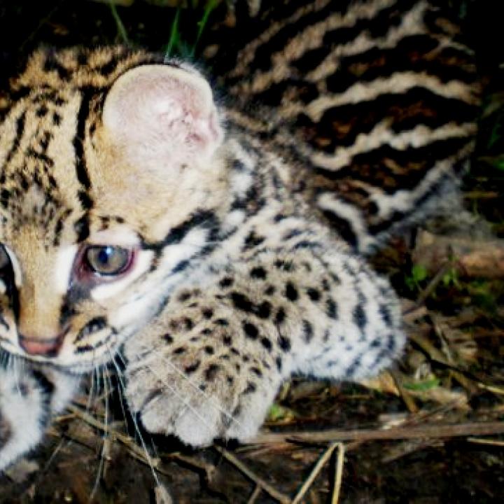 Documentales Trafico De Animales Un Crimen Millonario Radio Nacional De Colombia