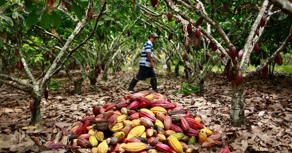 Cacao, café y caña panelera: los sabores de la esperanza 