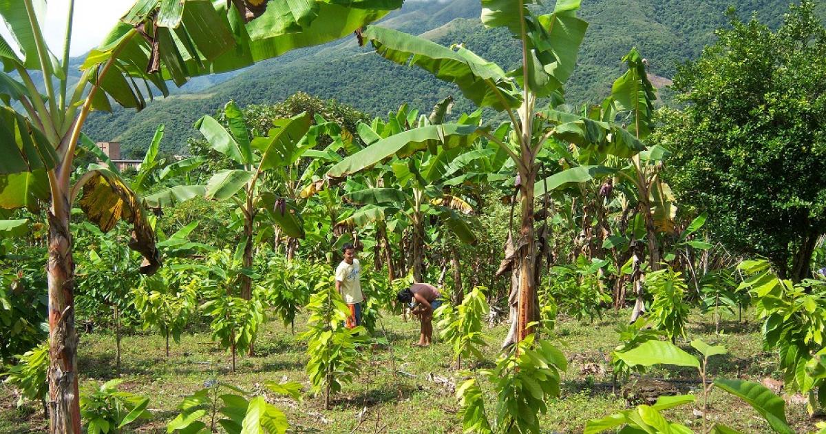 Cacao nariñense: cultivo que transforma vidas | Radio Nacional de Colombia